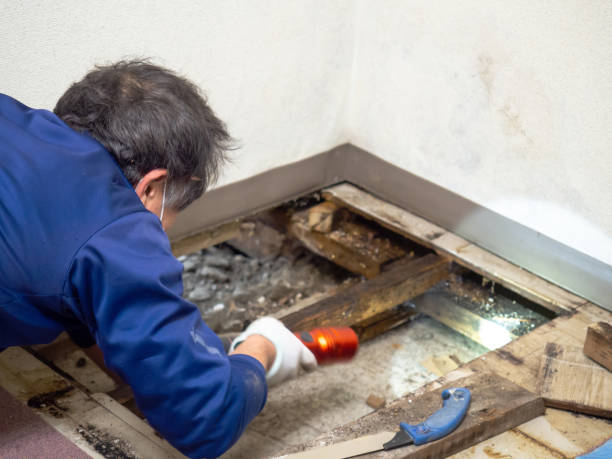 Best Toxic Mold Removal  in Woodland Heights, PA