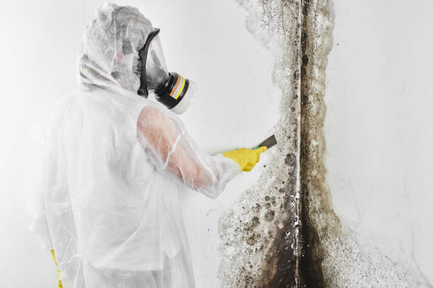 Best Local Mold Removal Service  in Woodland Heights, PA