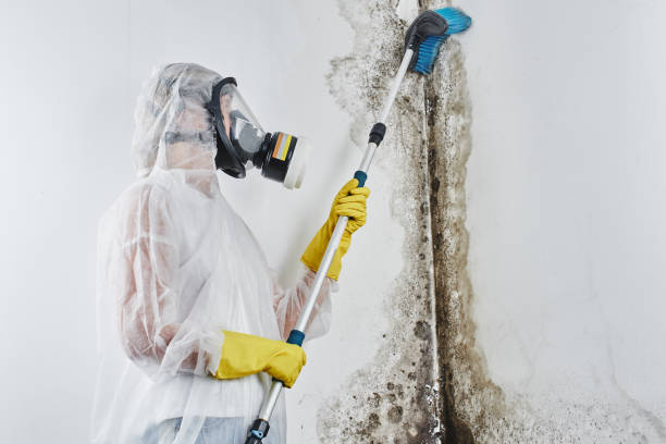 Best Mold Removal Near Me  in Woodland Heights, PA