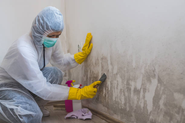 Professional Mold Removal in Woodland Heights, PA