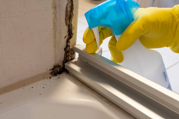 Certified Mold Removal in Woodland Heights, PA