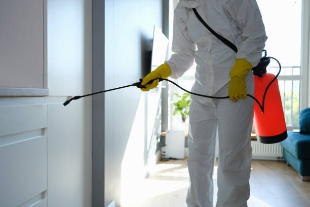 Best Same-Day Mold Removal  in Woodland Heights, PA