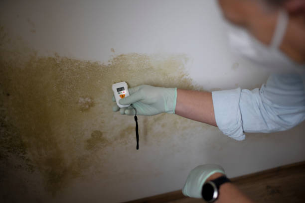 Best Certified Mold Removal  in Woodland Heights, PA