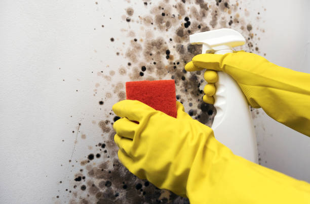 Best Mold Testing  in Woodland Heights, PA