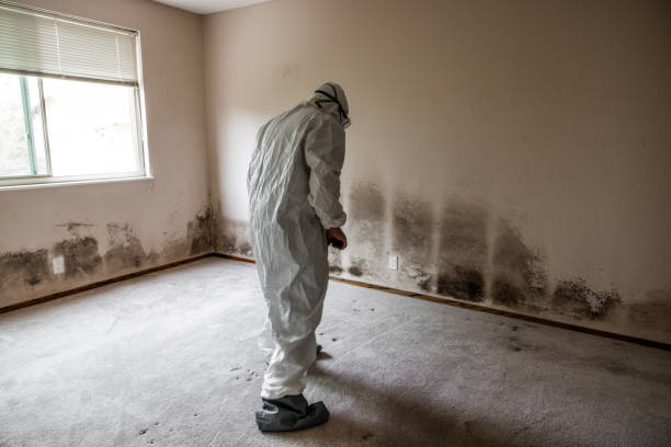 Best Home Mold Removal  in Woodland Heights, PA