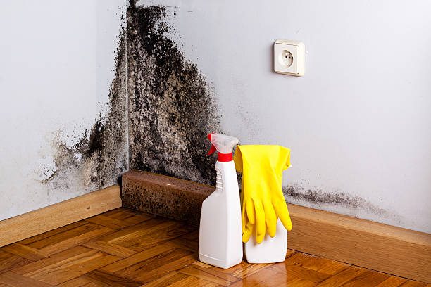 Best Residential Mold Removal  in Woodland Heights, PA