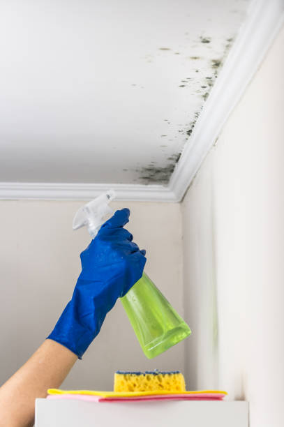 Best Same-Day Mold Removal  in Woodland Heights, PA