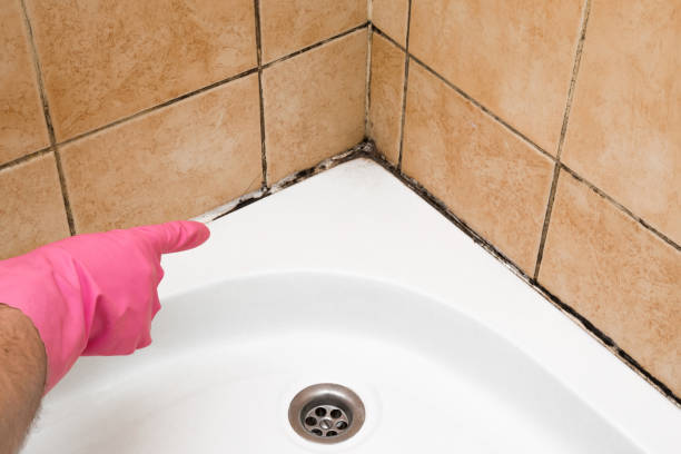 Best Black Mold Removal  in Woodland Heights, PA